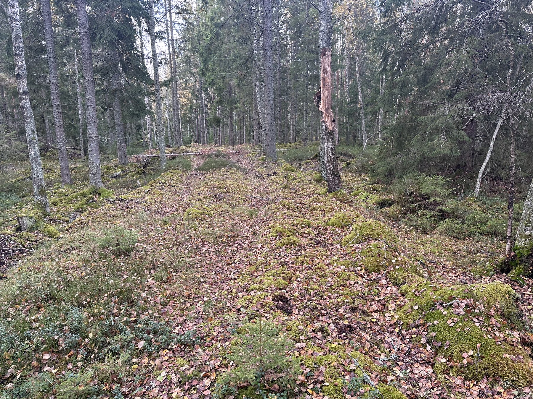 Gamla Hällestadvägen, del av
