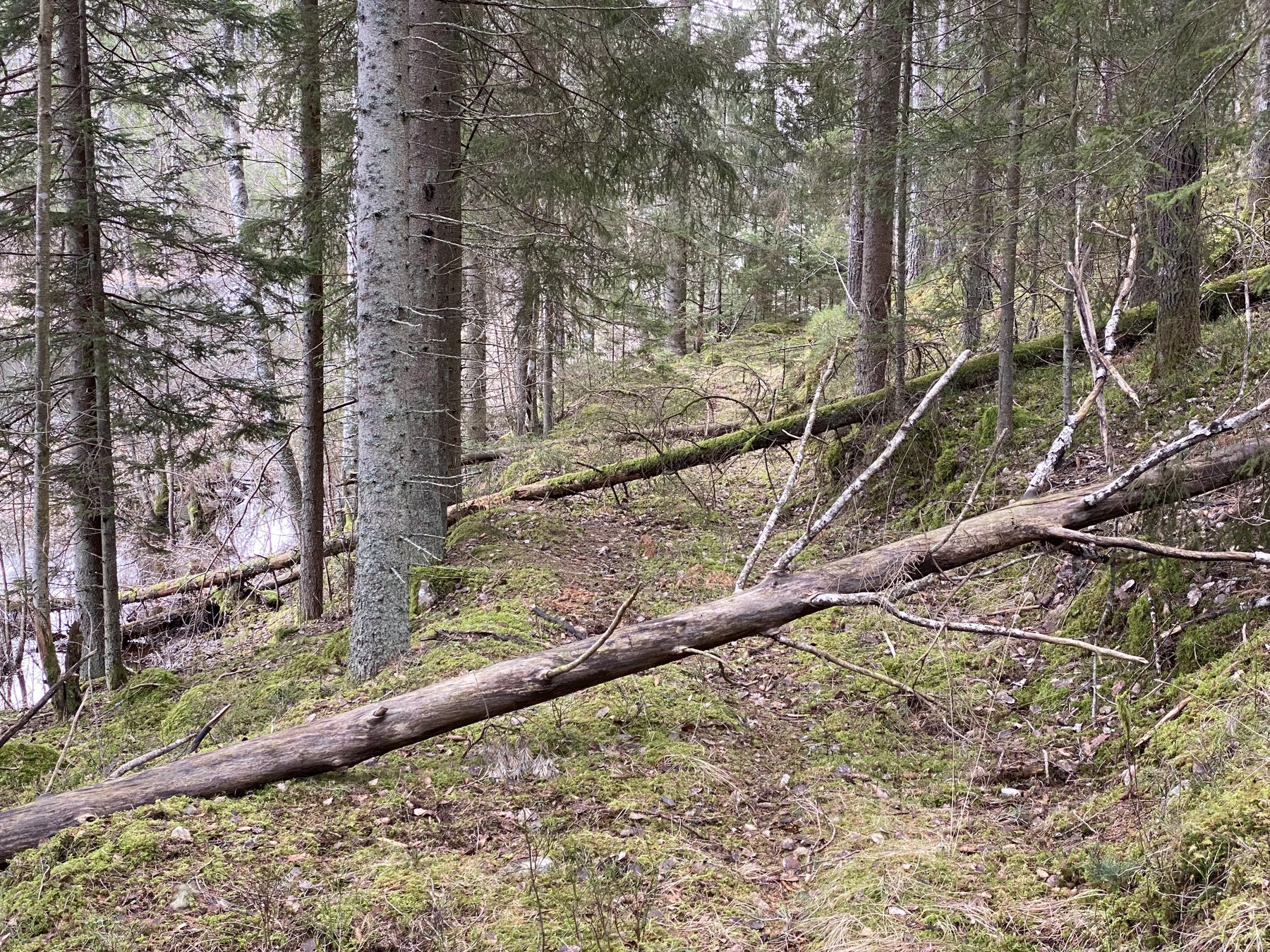 Gammal färdväg längs Börgölsån