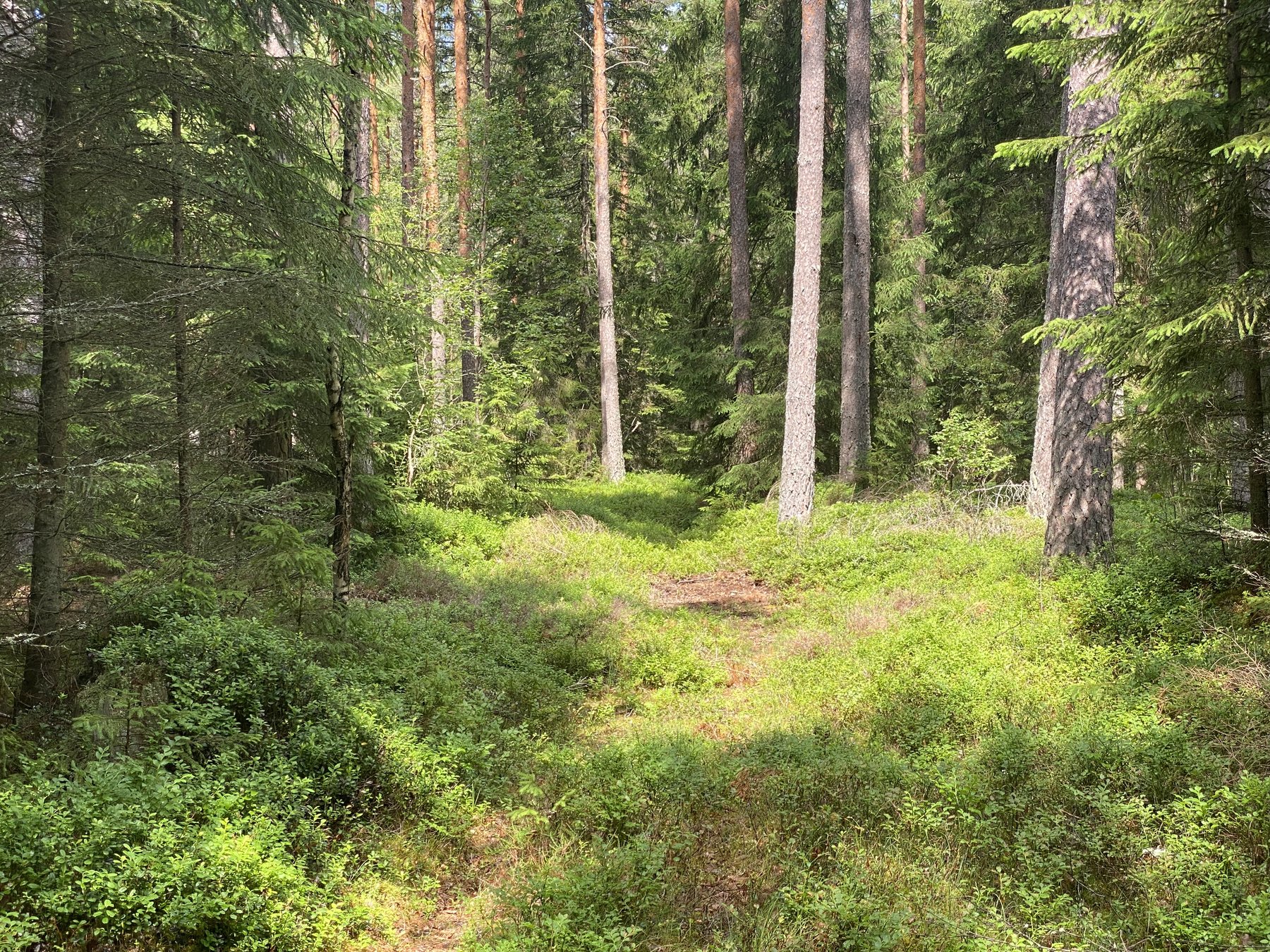 Kyrkstigen