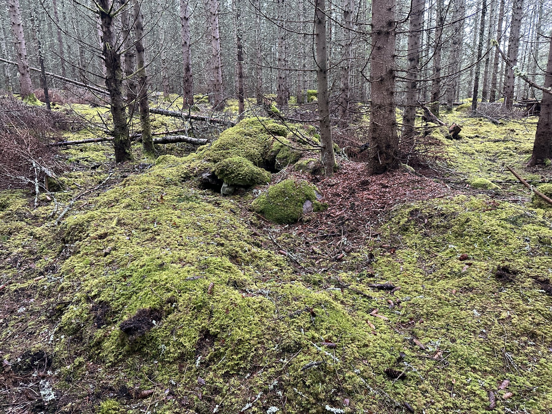 Lämning efter kolarkoja
