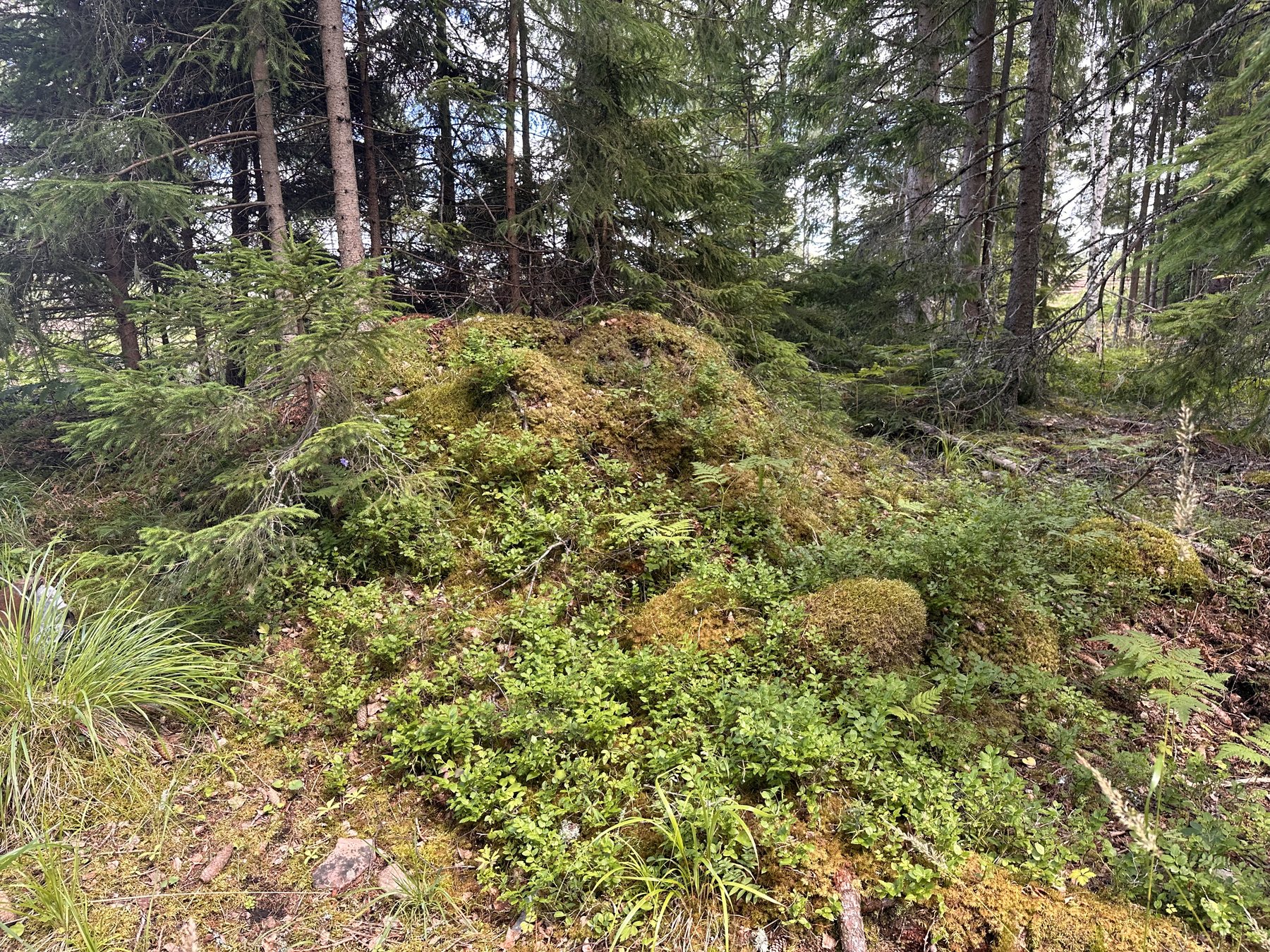 Lämning efter kolarkoja