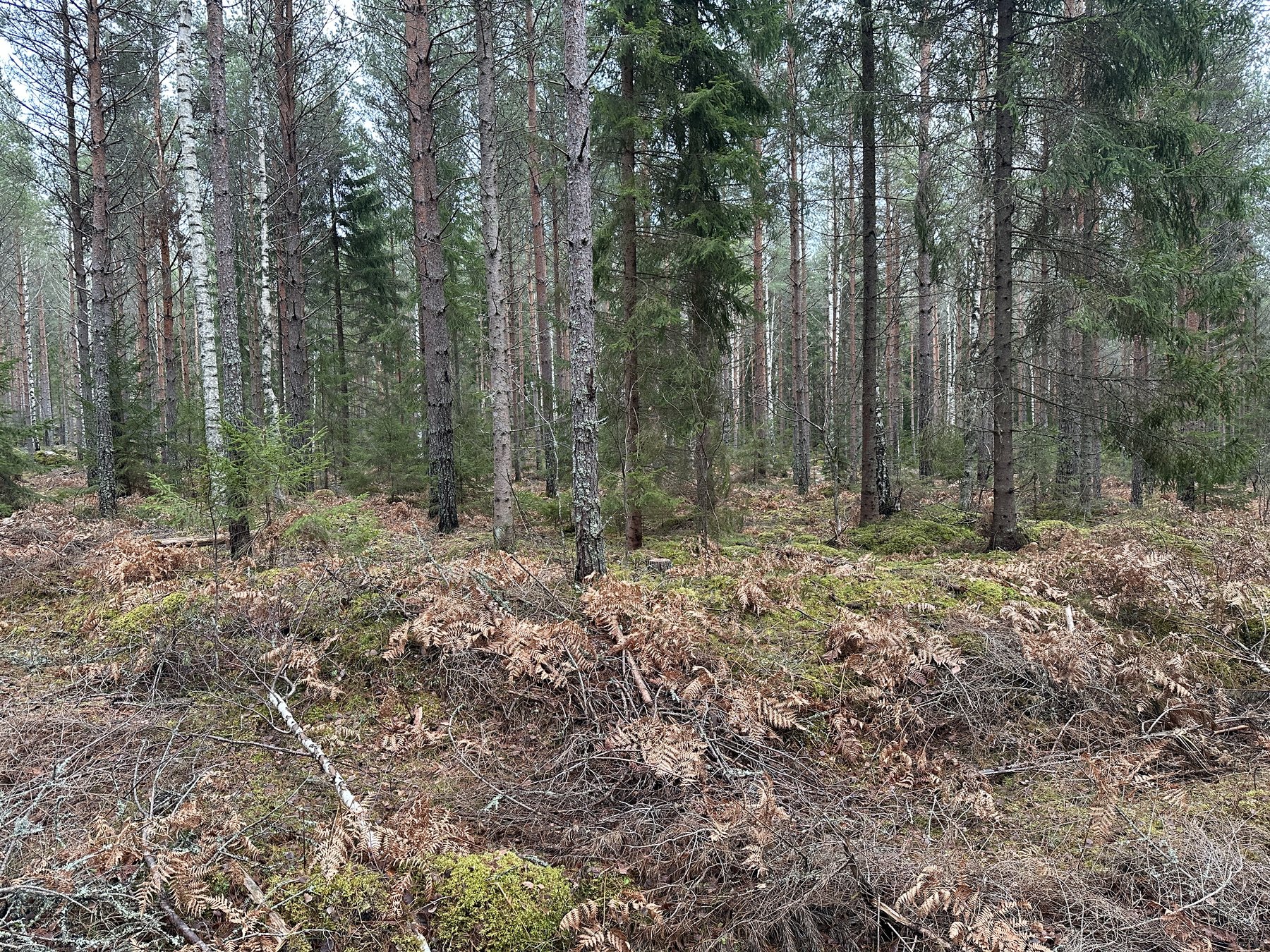 Lämning efter resmila/Kolbotten
