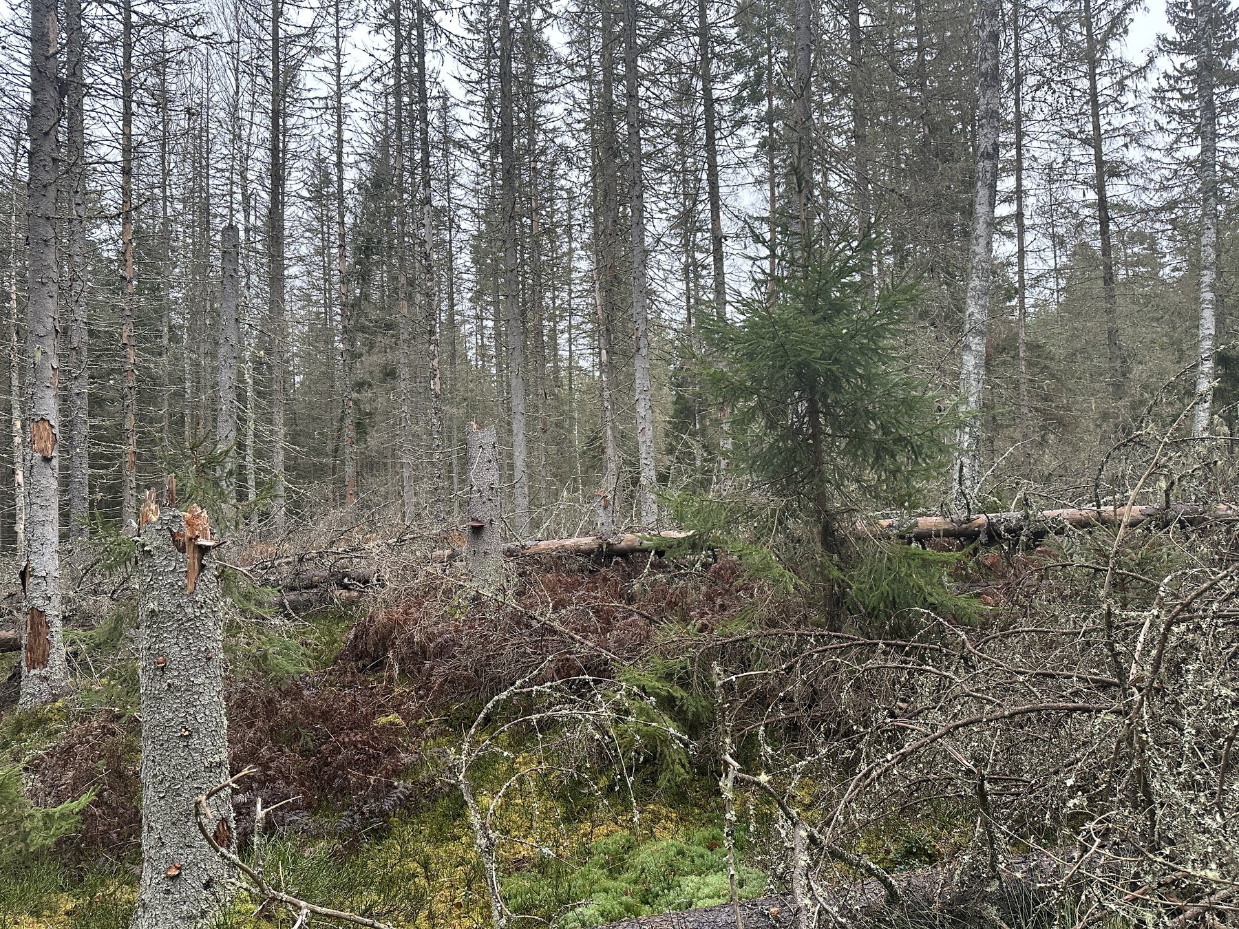 Lämning efter resmila