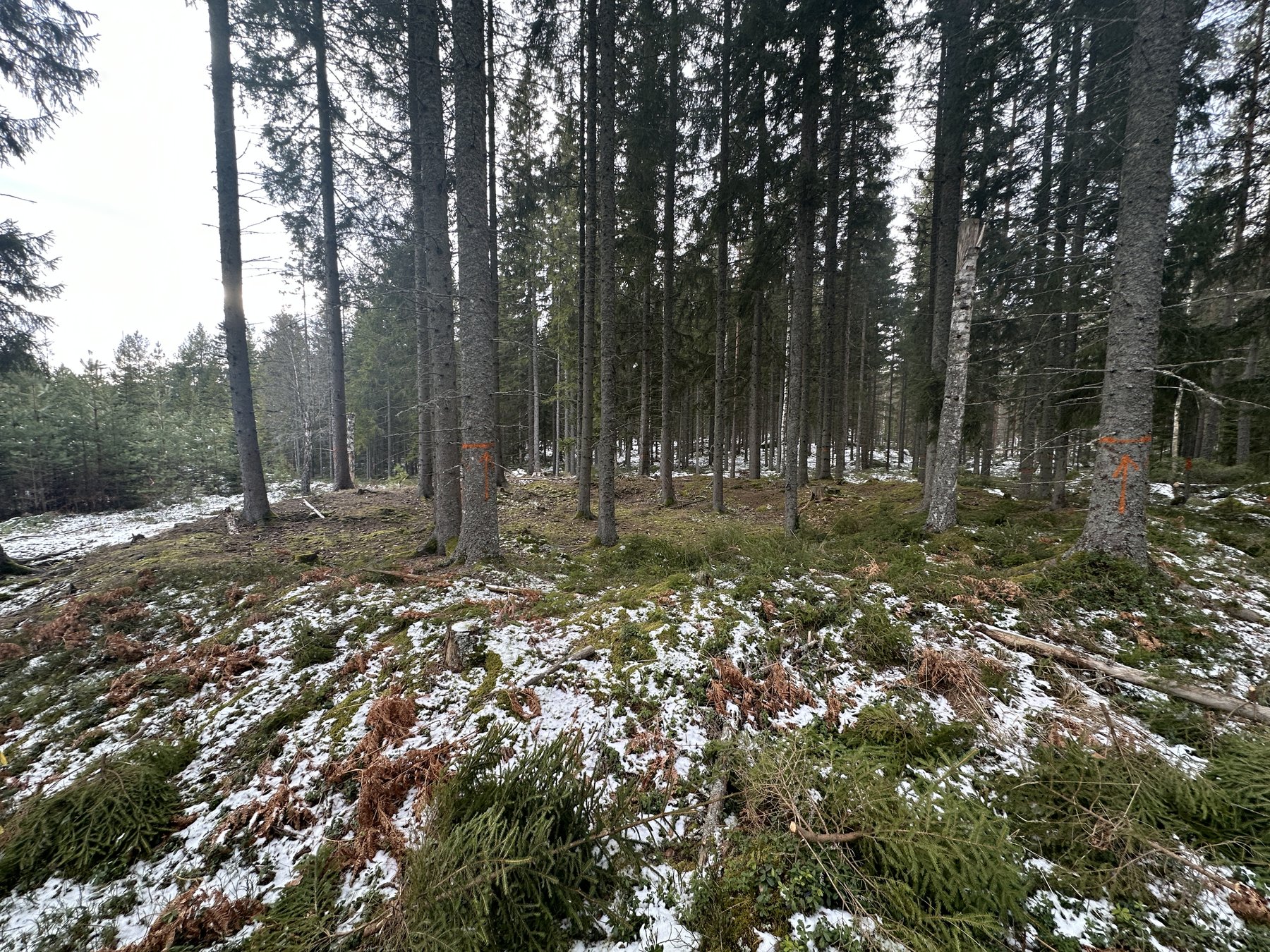 Lämning efter resmila/Kolbotten