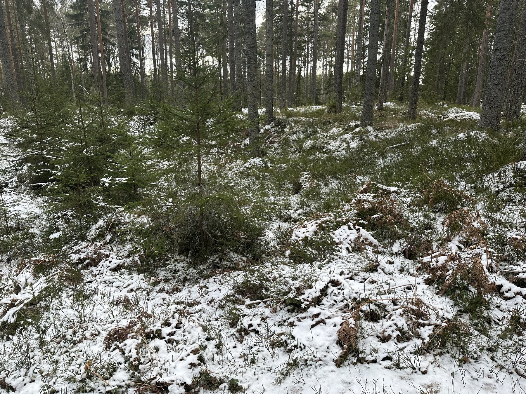 Lämning efter resmila/Kolbotten