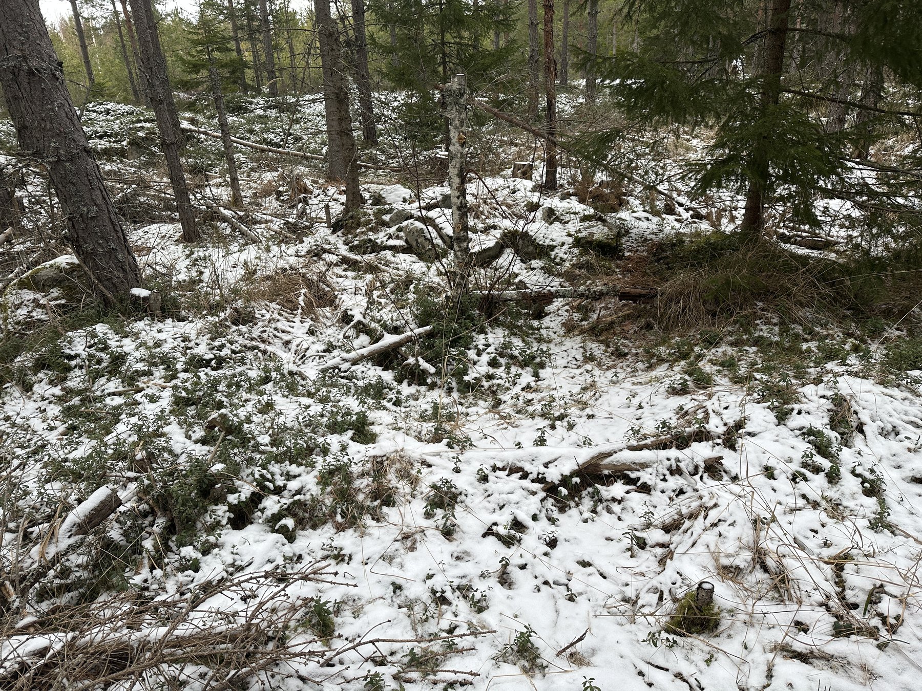 Lämning efter kolarkoja