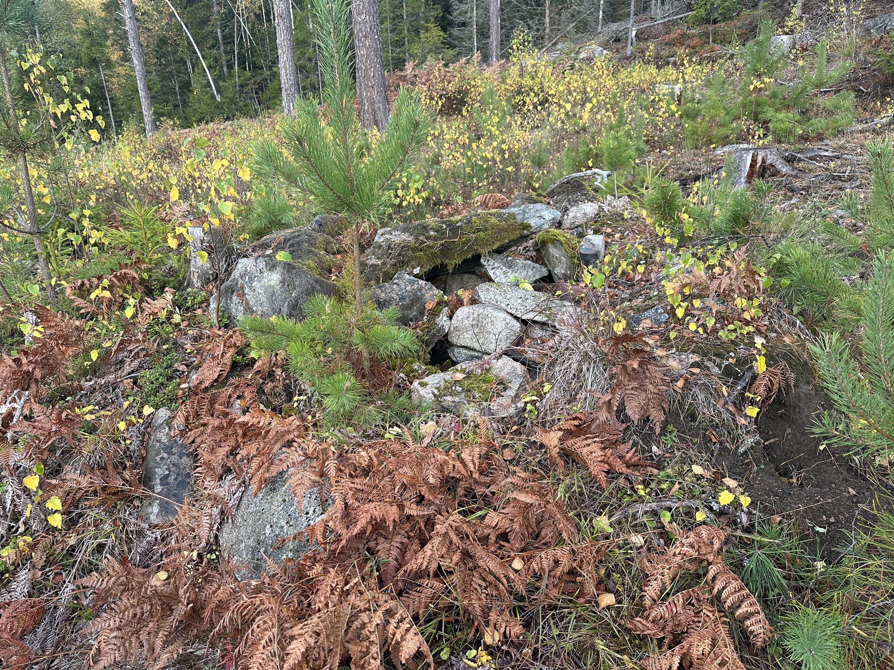 Lämning efter kolarkoja