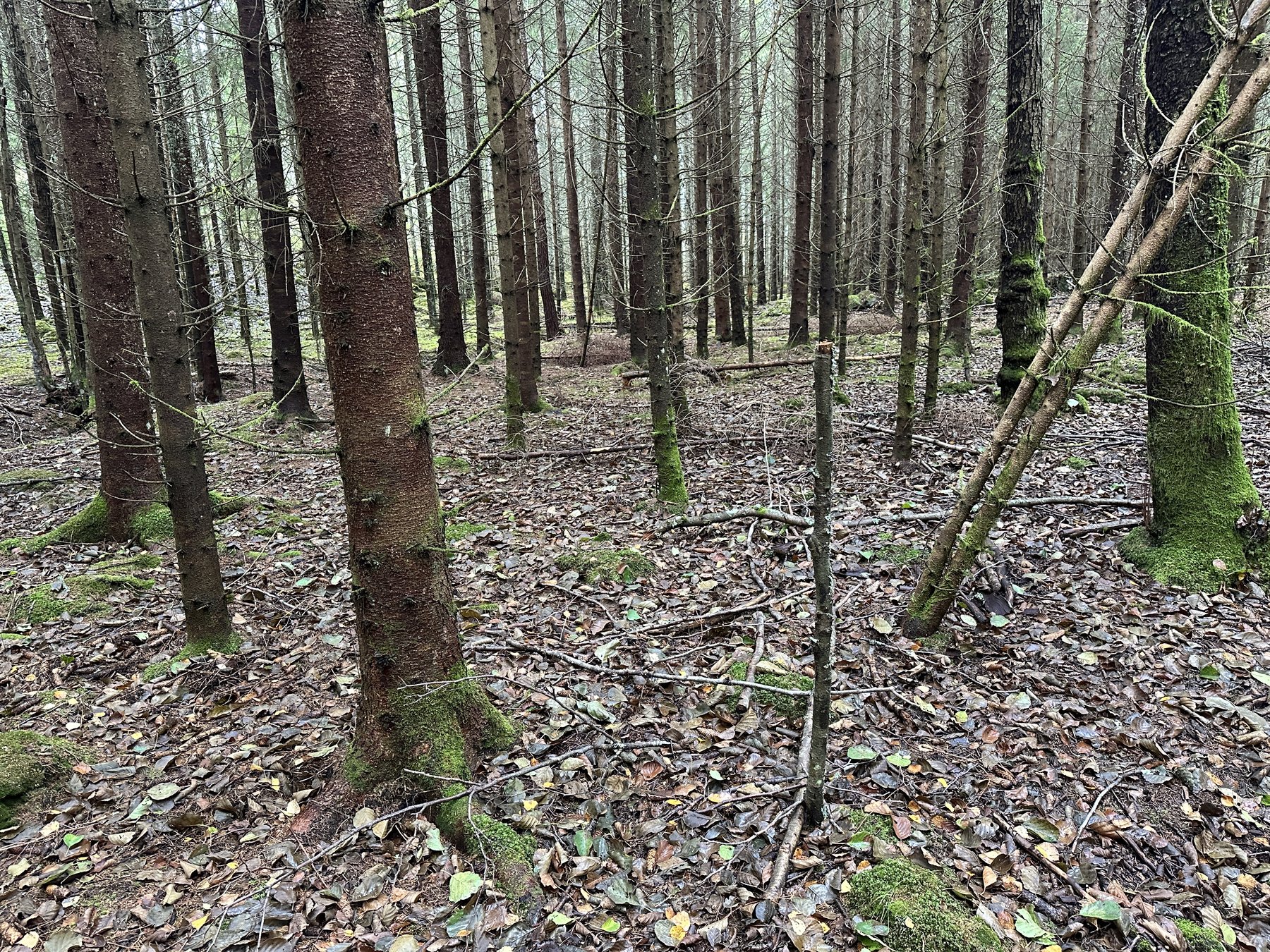Fornåker vid Vedalen